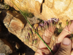 Corymbium laxum laxum
