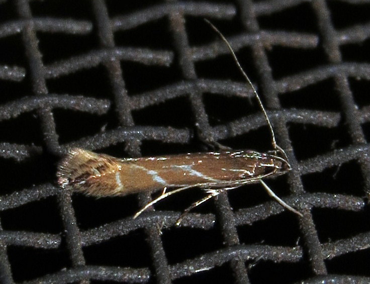 Tanygona lignicolorella