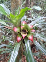 Nidularium innocentii