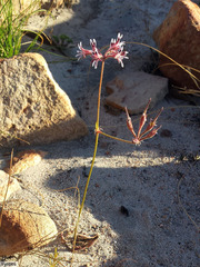 Pelargonium pilosellifolium