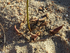 Pelargonium pilosellifolium