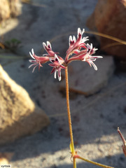 Pelargonium pilosellifolium