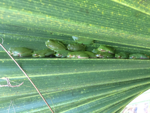 Squirrel Tree Frog, 1776 Pell Rd, Osteen, FL, US, photo 9 of 10