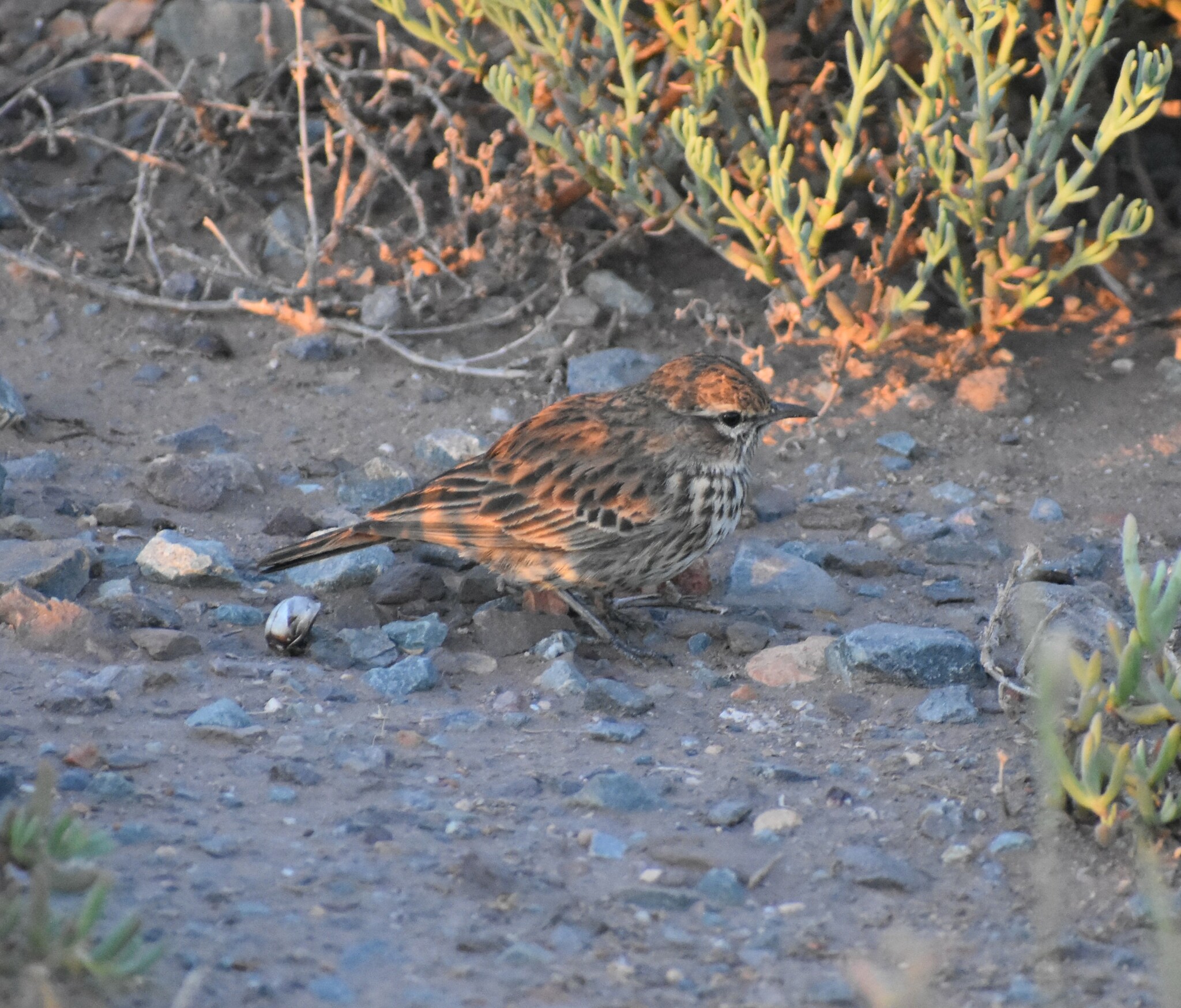 Karoo Lark (Calendulauda albescens)