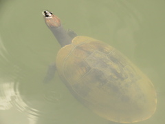 Podocnemis lewyana