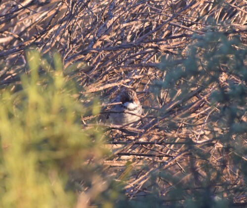 Rufous-eared Warbler (Malcorus pectoralis), photo 10