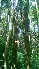 Madagascarophis colubrinus