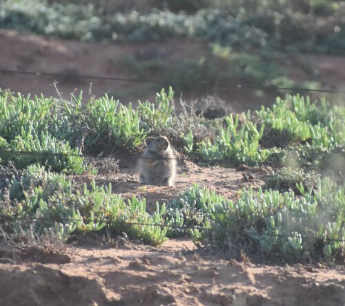 Brants's Whistling Rat (Parotomys brantsii)