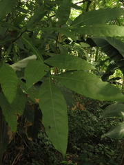 Melicoccus bijugatus