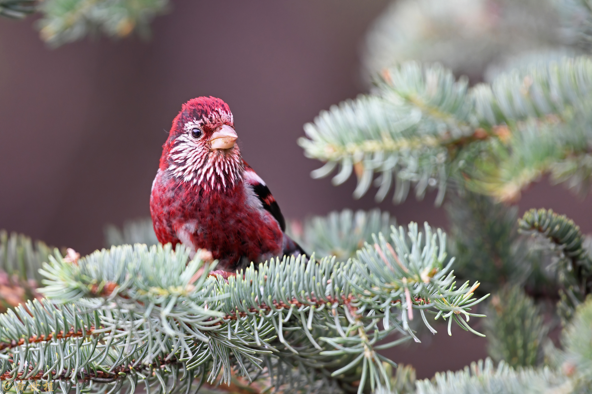Three-banded Rosefinch illustration
