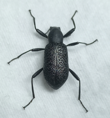 Roughened Darkling Beetle