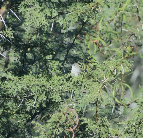 Namaqua Warbler (Phragmacia substriata), photo 5