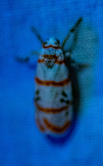 Cyana quadrinotata