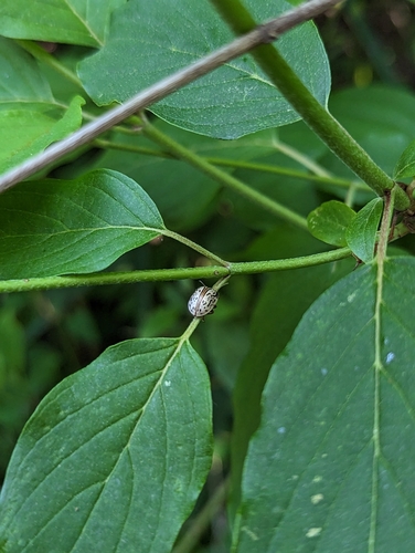Dogwood Leaf Beetle photo 5