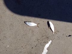 Herklotsichthys castelnaui