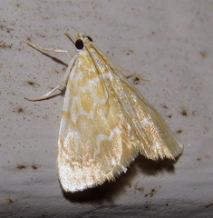 Glaphyria glaphyralis