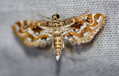 Parapoynx diminutalis