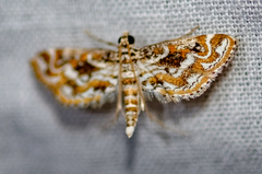 Parapoynx diminutalis