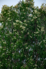 Melaleuca cajuputi