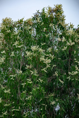 Melaleuca cajuputi