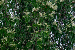 Melaleuca cajuputi