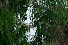 Melaleuca cajuputi