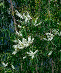 Melaleuca cajuputi