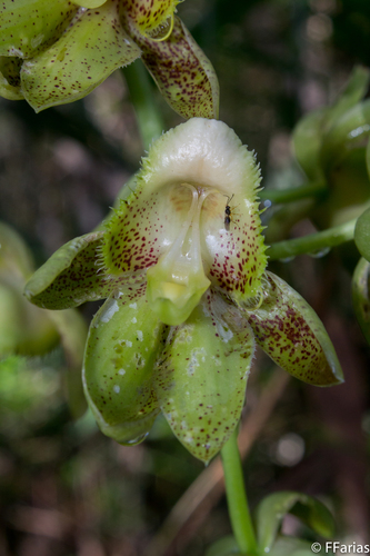Black-Robed Catasetum