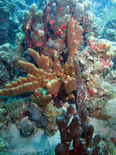 Photo of Brown tube sponge (Agelas conifera)