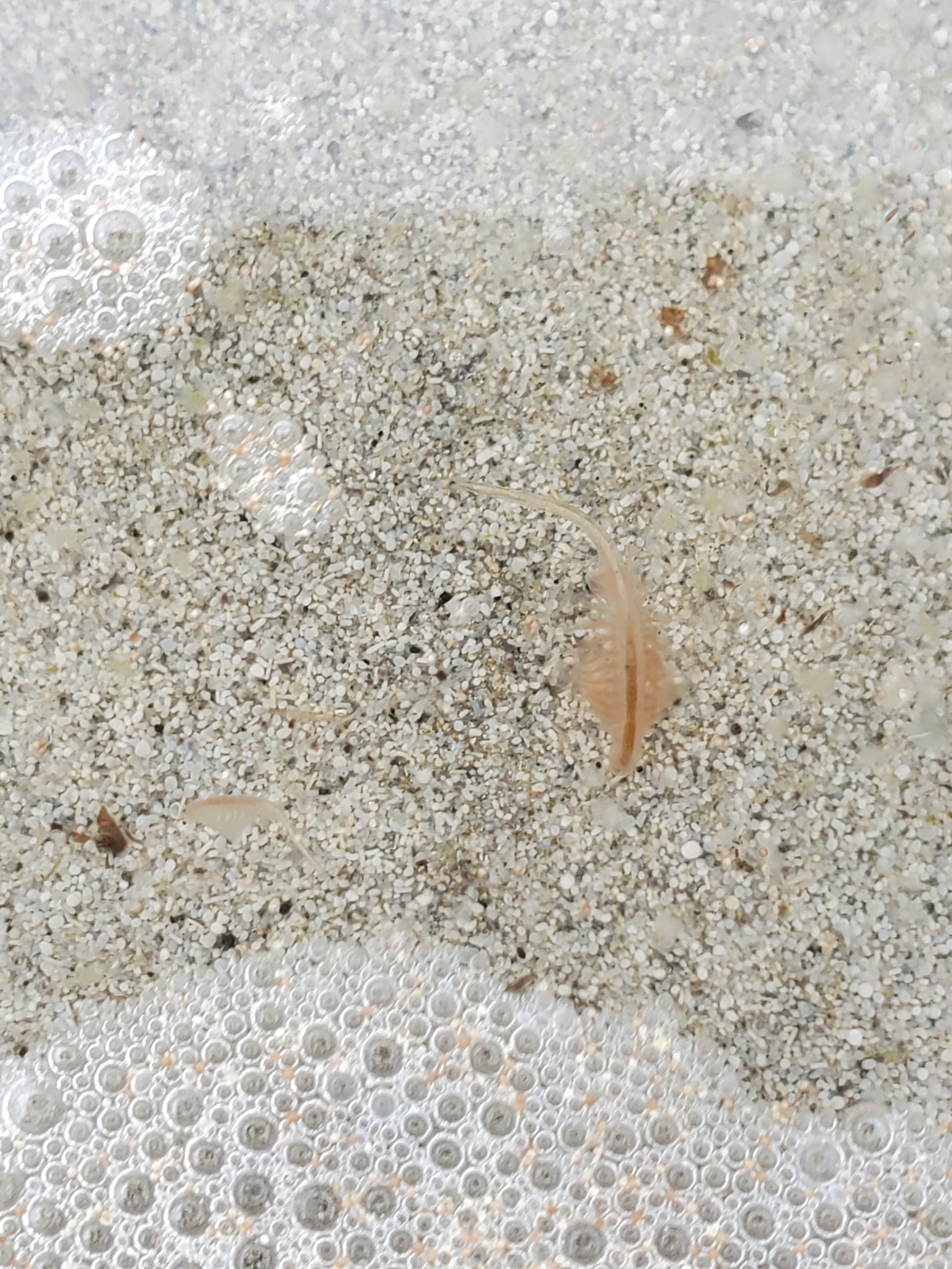 Artemia monica Verrill, 1869