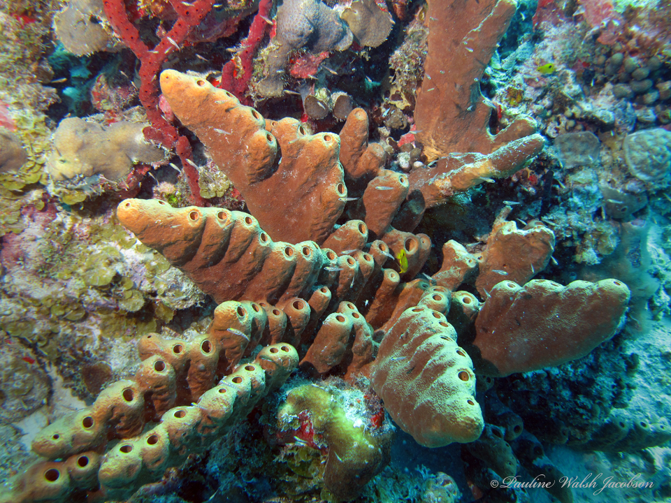 Photo of Brown tube sponge (Agelas conifera)