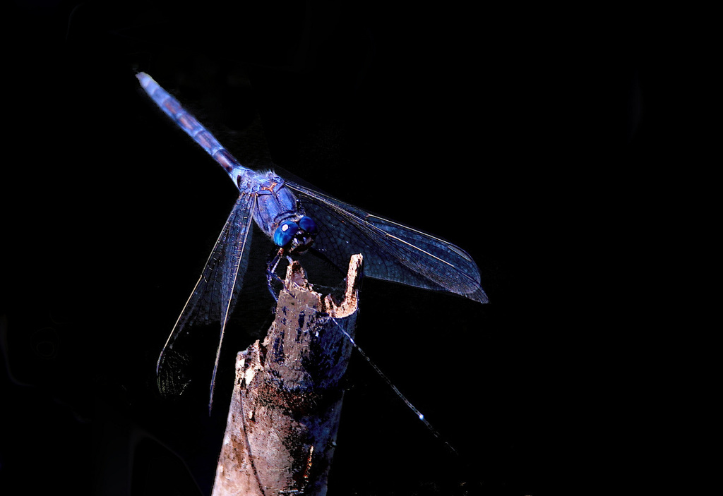 Orthetrum