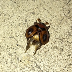 Bolbocerosoma confusum