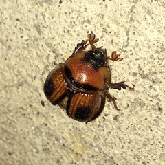 Bolbocerosoma confusum