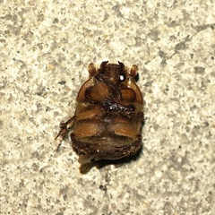 Bolbocerosoma confusum