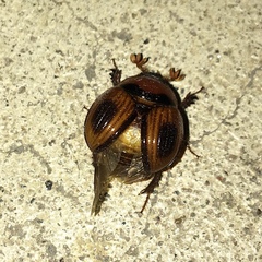 Bolbocerosoma confusum