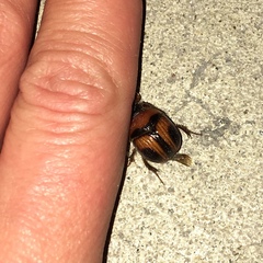 Bolbocerosoma confusum