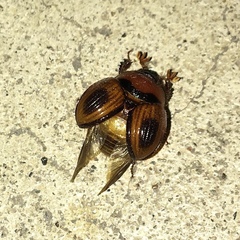 Bolbocerosoma confusum