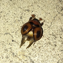 Bolbocerosoma confusum