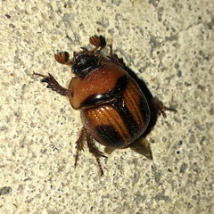 Bolbocerosoma confusum