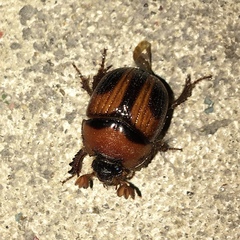 Bolbocerosoma confusum