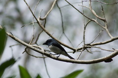 Melanesian Flycatcher photo 4