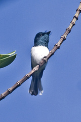 Melanesian Flycatcher photo 5