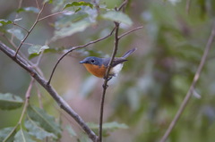 Melanesian Flycatcher photo 3