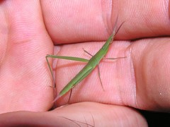 Acrida willemsei