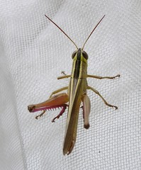 Choroedocus violaceipes