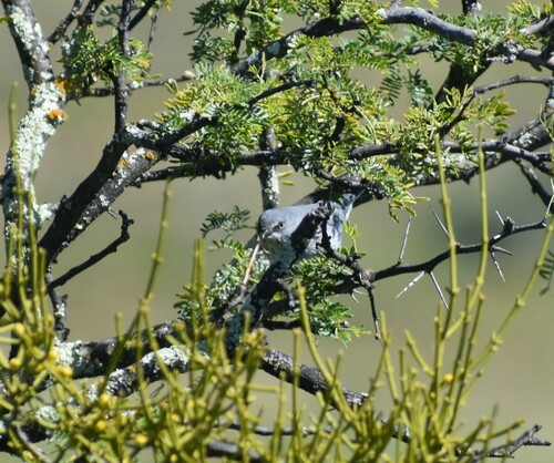 Layard's Warbler (Curruca layardi), photo 2