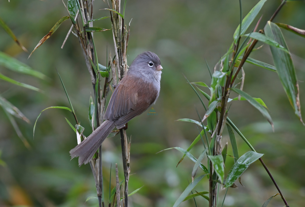Gray-hooded Parrotbill (Suthora zappeyi) photo