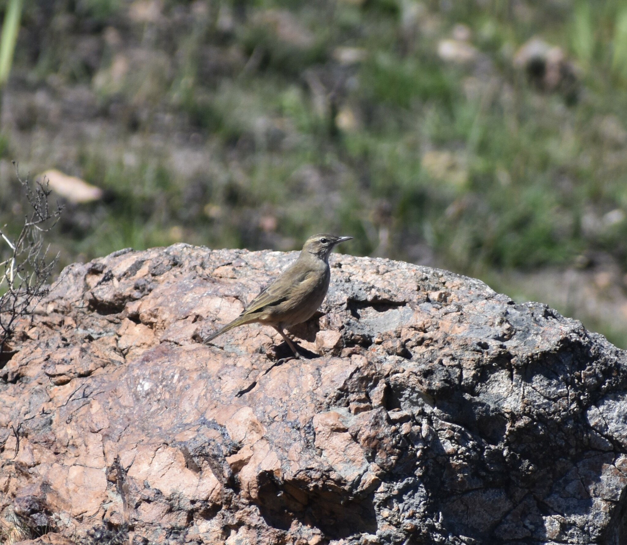 African Rock Pipit (Anthus crenatus), photo 9