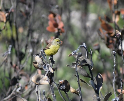 Cape Siskin (Crithagra totta), photo 10